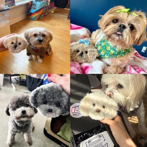 May include: A series of images showing small dogs alongside plush toy versions of their faces. The dogs are different breeds and colours, some wearing clothes. The plush toys are held near the dogs for a fun comparison.