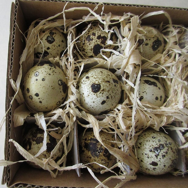 9 Natural Real Birds Eggs Blown Out Speckled Easter Egg