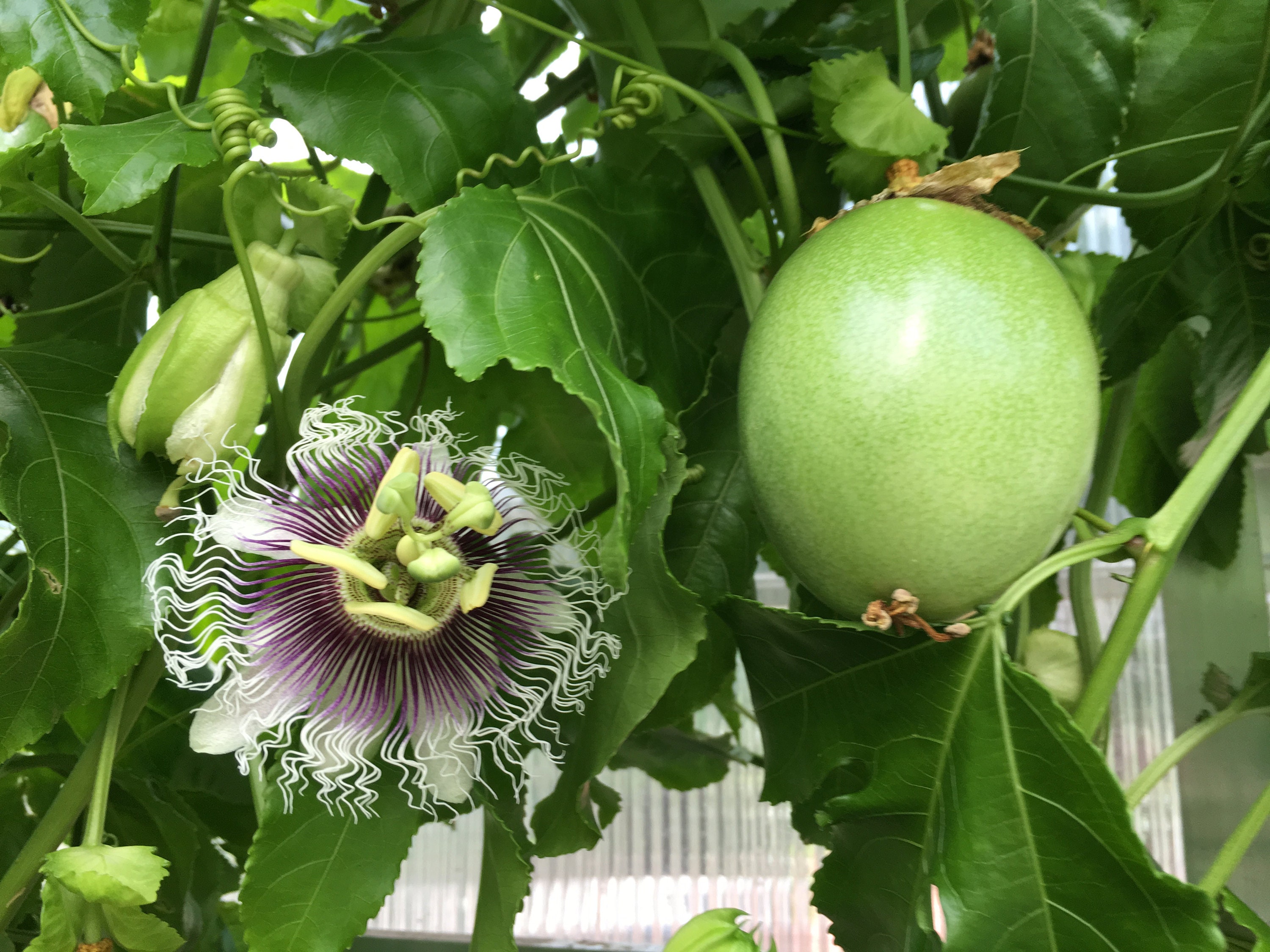 10 Purple Passion Fruit Cuttings - Etsy