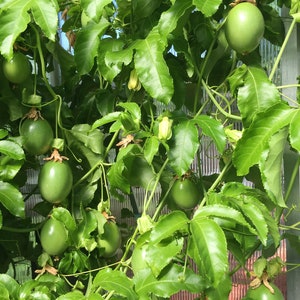 10 Purple Passion Fruit Cuttings