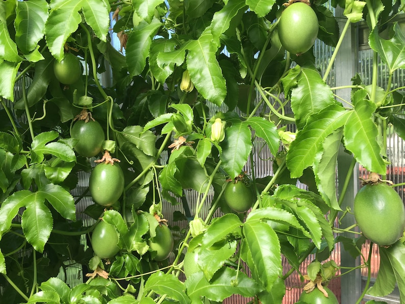 10 Purple Passion Fruit Cuttings Etsy