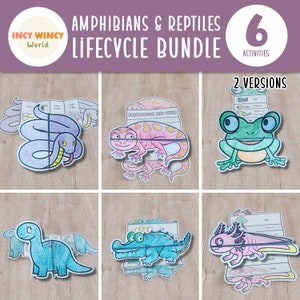 Amphibian & Reptile Life Cycle Foldable | Bundle life cycle | Dinosaur Frog Axolotl Crocodile Snake Salamander | Learning Activity For Kids