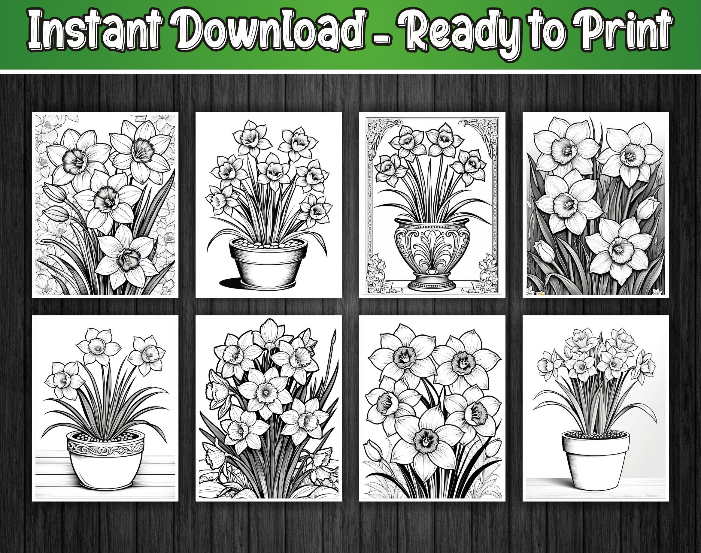 Daffodil Flowers Coloring Book - 150 Printable Pages (PDF + JPG) - Etsy