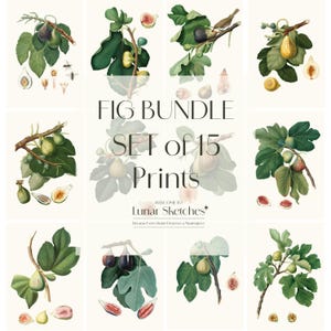 May include: A set of 15 botanical prints featuring fig illustrations. The prints showcase figs in various stages of ripeness, with green leaves and cut fruit. The text "FIG BUNDLE SET of 15 Prints" is displayed. "Welcome to Lunar Sketches" is also visible.
