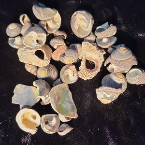 Puede incluir: Una colección de conchas marinas de varios tamaños y formas en tonos blancos, marrones y grises. Las conchas están dispuestas sobre un fondo de tela negra.