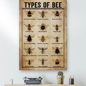 Może przedstawiać: Plakat zatytułowany "TYPES OF BEE" przedstawia ilustracje różnych gatunków pszczół, w tym trzmiela ziemnego, pszczoły miodnej europejskiej i trzmiela ogrodowego. Plakat ma wygląd vintage, postarzanego papieru.