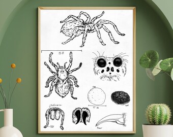 Spider Anatomy Poster, Spider Draw Art, Chiropractic Wall Art, Printable Anatomy Set, Doctor Gift, Anatomy illustrations, Medical Gift