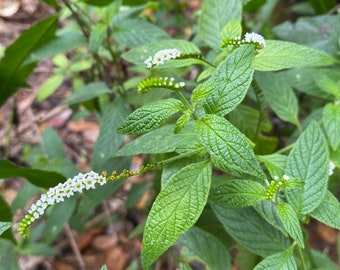 Scorpion’s Tail - heliotrope plant 50 seeds - Heliotropium angiospermum - Florida native