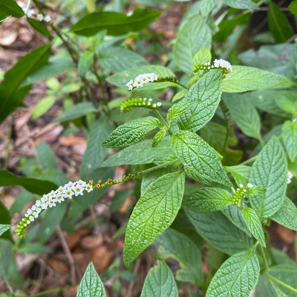 Scorpion’s Tail - heliotrope plant 50 seeds - Heliotropium angiospermum - Florida native