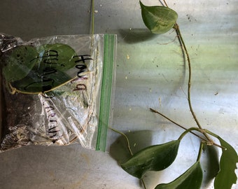 Hoya quinquenervia 6” cuttings