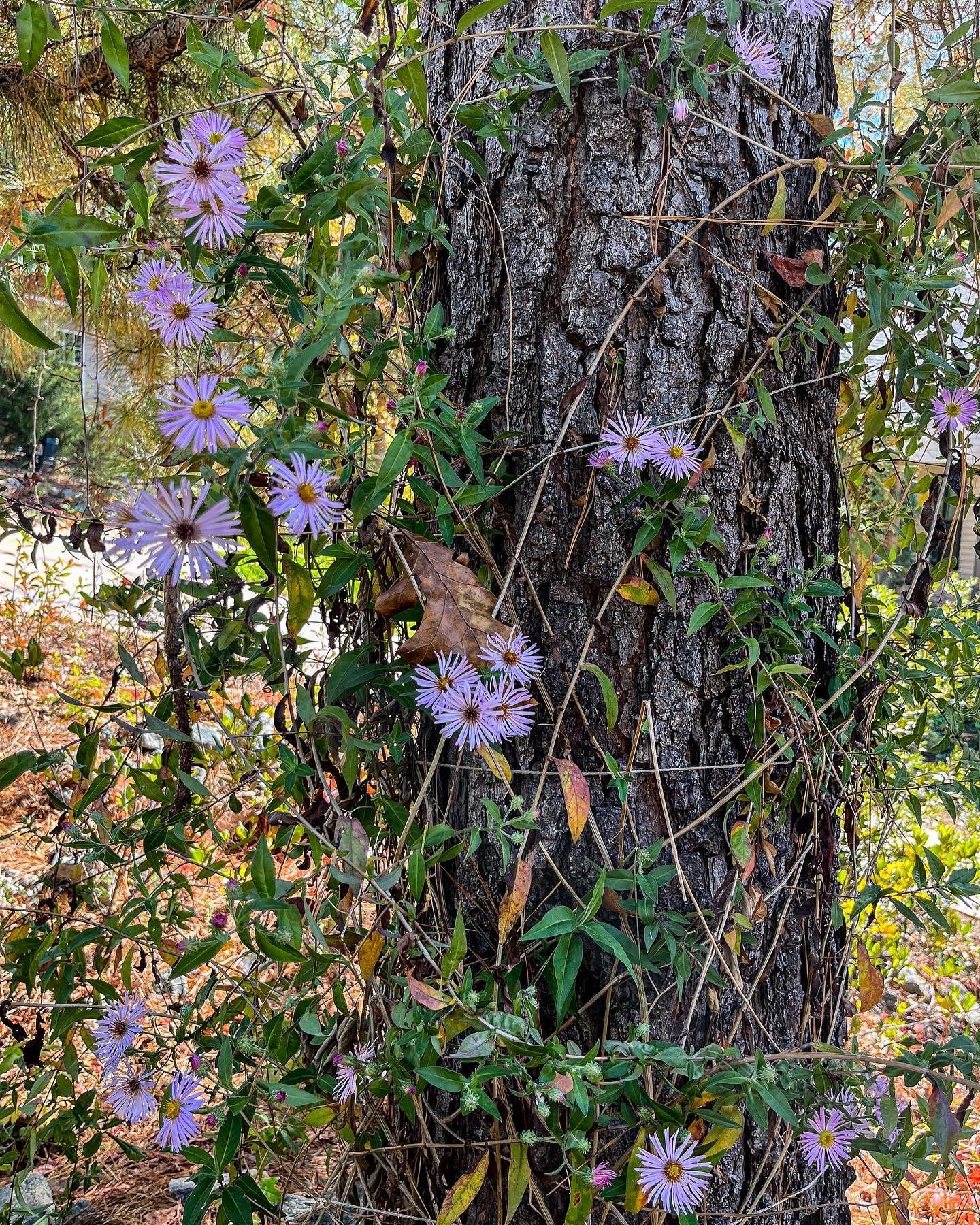 Carolina Aster - 100+ plant seeds - climbing aster - Ampelaster carolinianus - winter flowering perennial - butterfly garden