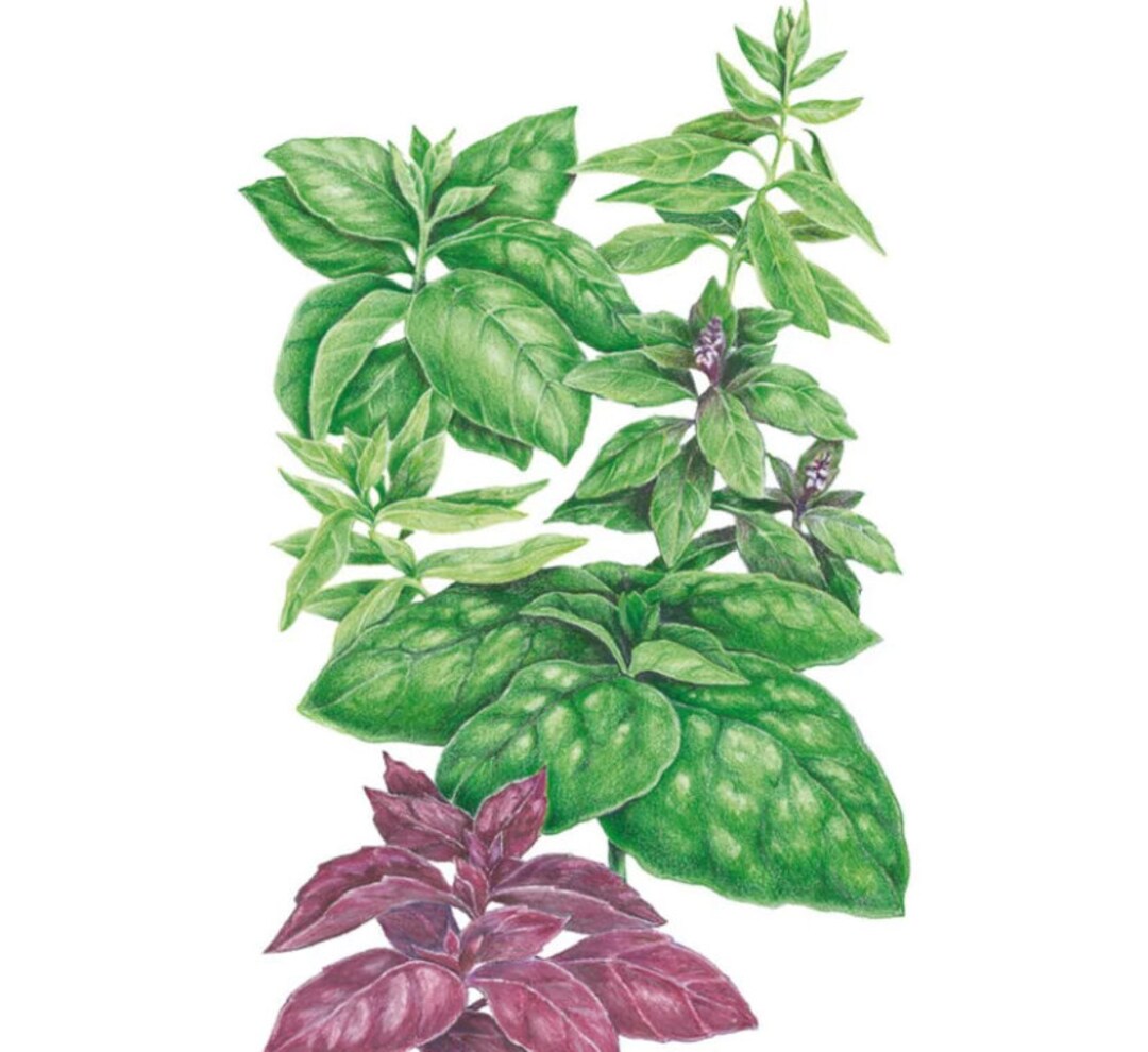 Basil Sweet Genovese Seeds - Ocimum Basilicum Genovese