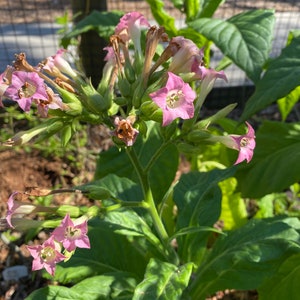 Flowering Tobacco 100+ fresh seeds - Nicotiana sylvestris - South American tobacco