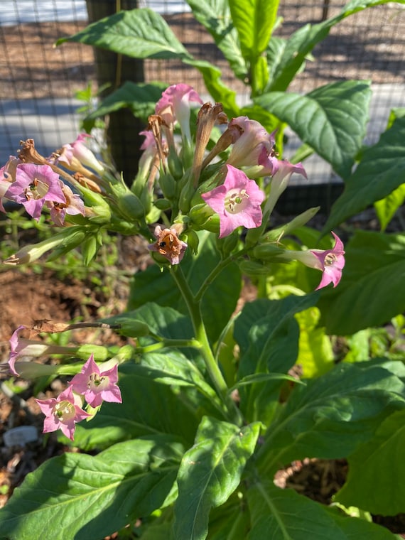 american tobacco plant Flowering Tobacco 100+ Fresh Seeds - Nicotiana Sylvestris - South American  Tobacco