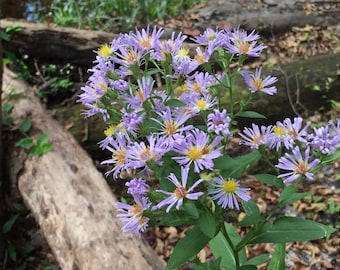 Elliott’s Aster - 100+ seeds - Symphyotrichum elliottii - Florida Native Wetland Butterfly Garden Plant