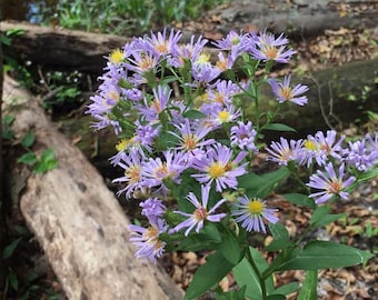 Elliott’s Aster 100+ seeds - freshly harvested