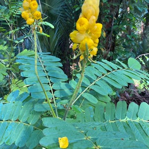May include: A close-up of a plant with bright yellow flowers and green leaves. The flowers are clustered together in a cone shape.