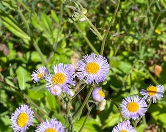 Oakleaf Fleabane Aster 100+ seeds Erigeron quercifolius Florida Native