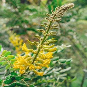 May include: A close-up of a branch of yellow flowers with green leaves. The flowers are in bloom and have a delicate, feathery appearance.