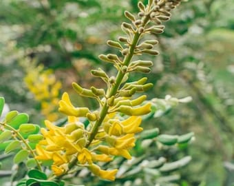 Necklace Pod - Sophora Tomentosa - 25 plant seeds - Florida Native Coastal Shrub - Pollinator Friendly