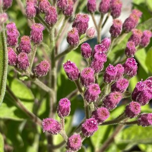 May include: A close-up of a cluster of pink flower buds on a green stem. The buds are tightly closed and have a fuzzy texture.