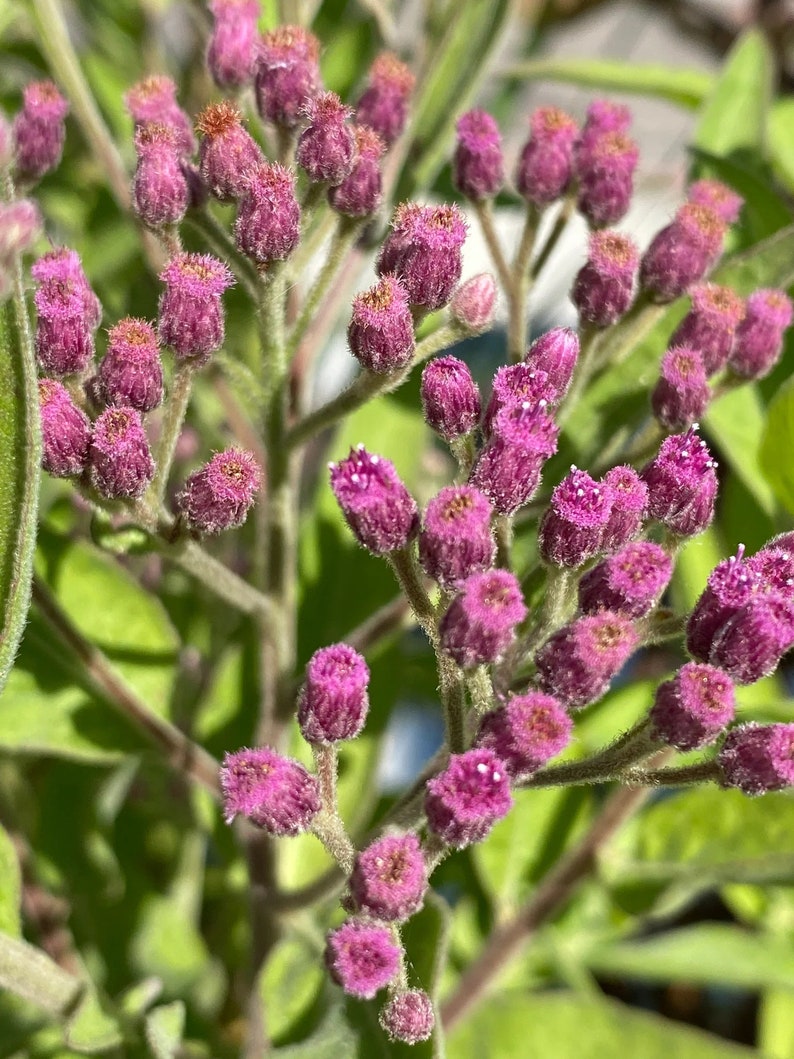 May include: A close-up of a cluster of pink flower buds on a green stem. The buds are tightly closed and have a fuzzy texture.