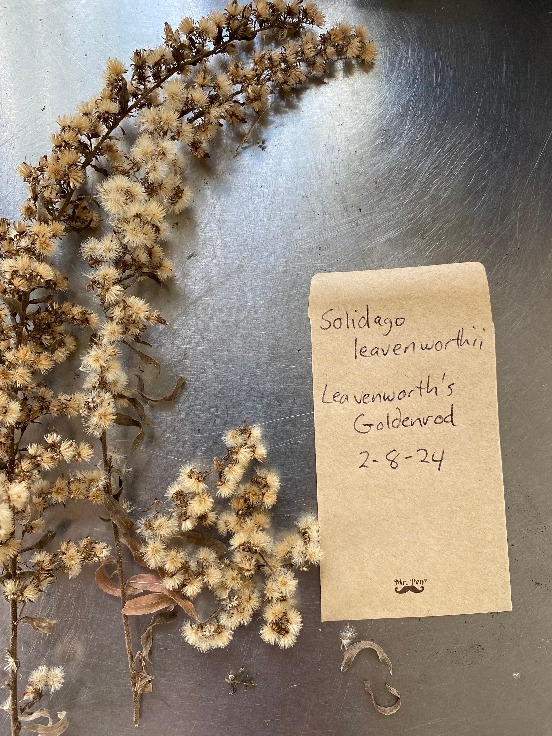 Leavenworth's Goldenrod 100+ Seeds - Solidago Leavenworthii