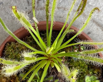 Cape Sundew - 50+ Seeds - Drosera capensis var alba