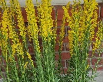 Seaside Goldenrod 100+ seeds Solidago sempervirens - Florida native