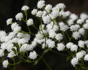 Hammock Snakeroot 100+ seeds - Ageratina jucunda - Florida native wildflower