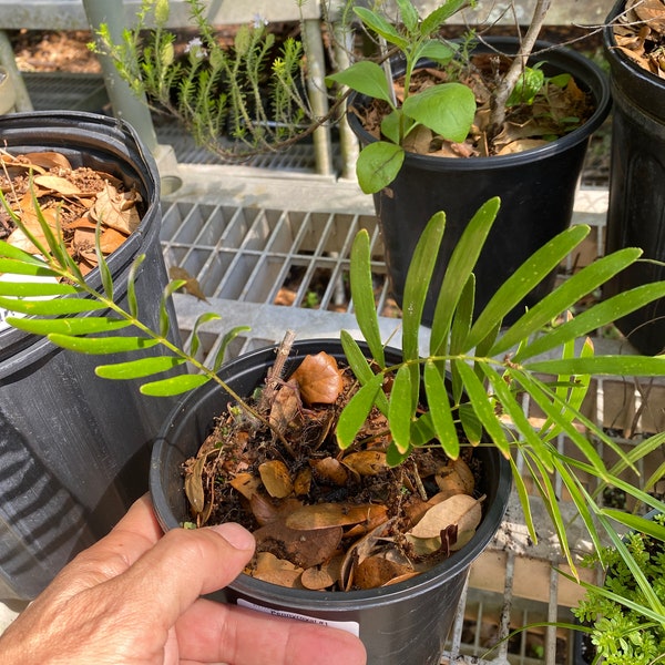 Coontie Cycad- Zamia integrifolia - 10 cleaned seeds