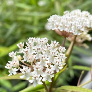 Aquatic Plant Seeds - Etsy