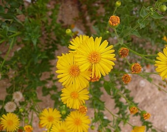 Camphorweed - 100+ seeds - Heterotheca subaxillaris - Florida native