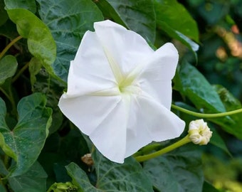 Moonflower vine -10 fresh seeds- Ipomoea alba -  Tropical White Morning Glory - Florida native