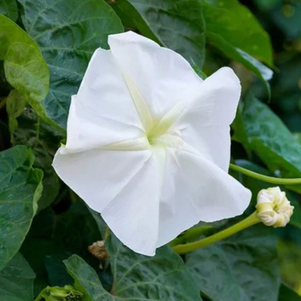 Moonflower vine -10 fresh seeds- Ipomoea alba -  Tropical White Morning Glory - Florida native