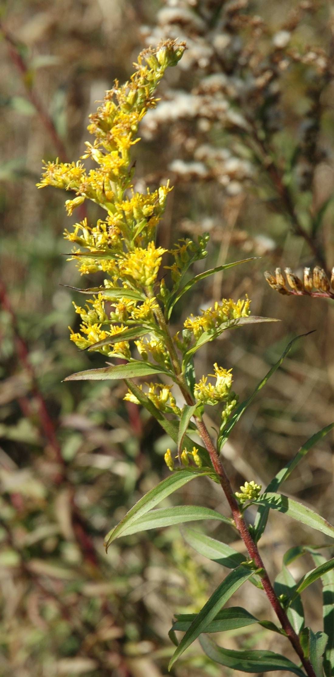 Leavenworth's Goldenrod 100+ Seeds - Solidago Leavenworthii