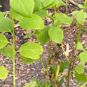 May include: A close-up of a green plant with brown stems and some brown leaves. The plant is in a black pot.