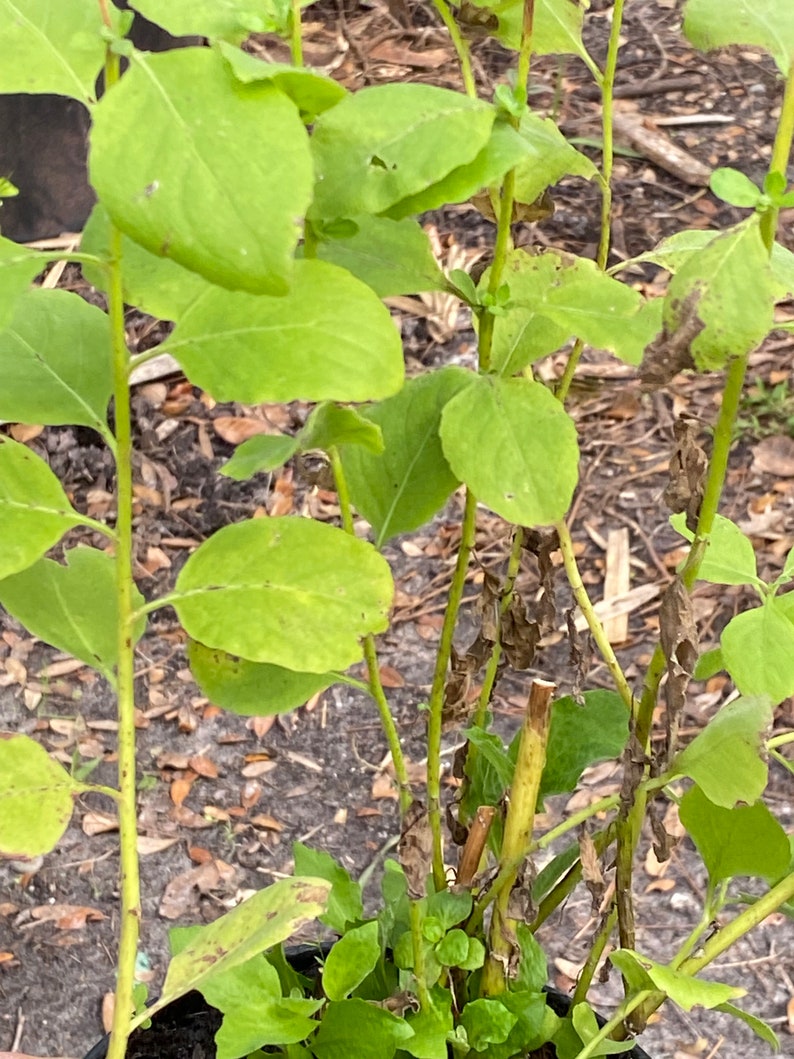 May include: A close-up of a green plant with brown stems and some brown leaves. The plant is in a black pot.
