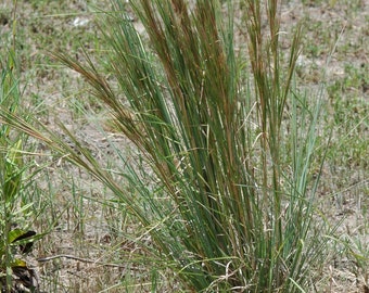 Bushy Bluestem 50-100 grass seeds - Andropogon glomeratus