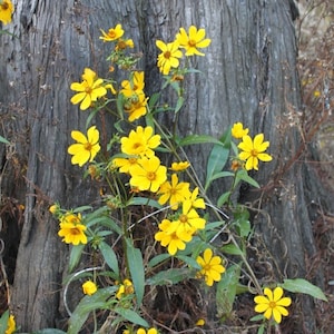 Bidens laevis - Smooth Beggartick - 50-100 seeds - Florida natives