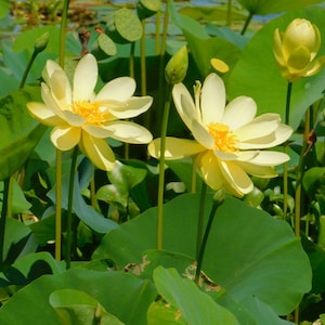 American Yellow Lotus - 15 seeds - Nelumbo lutea