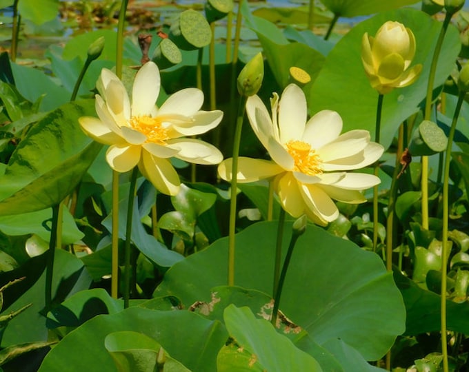 American Yellow Lotus - 15 Seeds - Nelumbo Lutea - Etsy Canada