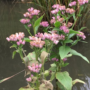 May include: A close-up of a cluster of pink flowers with green leaves. The flowers are in bloom and have a delicate appearance. The background is a blurry image of a body of water.