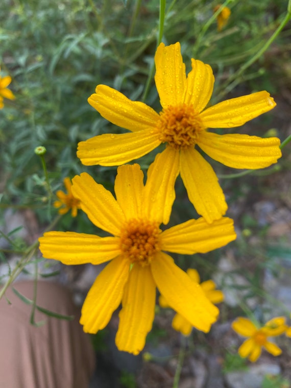 best potted plants for privacy Shop Our Clusia Guttifera Bush main image 1