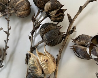 Dried Red Yucca Pods - Etsy