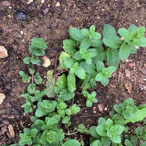 May include: A close-up shot of a patch of mint plants growing in soil. The mint leaves are a vibrant green, with some showing a slightly lighter shade. The stems are a reddish-purple color. The soil is dark brown with small rocks.