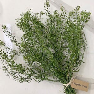 May include: A bundle of fresh green foraged plants tied with twine, resting on a white marble surface. A small brown tag with the text "Biophilia Forage" is attached to the bundle. The plants have delicate leaves and small seed pods.