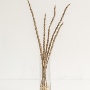 Wild Plantain Seed Pods