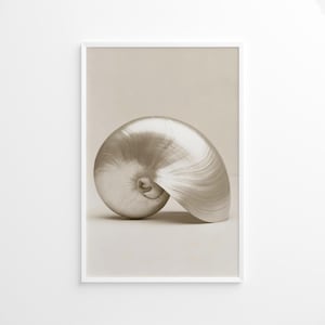 Könnte beinhalten: Nahaufnahme einer großen, glatten, perlmuttweißen Muschel mit einem Spiralmuster. Die Muschel liegt auf einem hellbeigen Hintergrund.