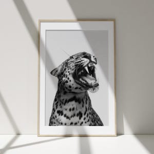 May include: A black and white photograph of a leopard with its mouth open, showing its teeth. The leopard is looking to the right of the frame.